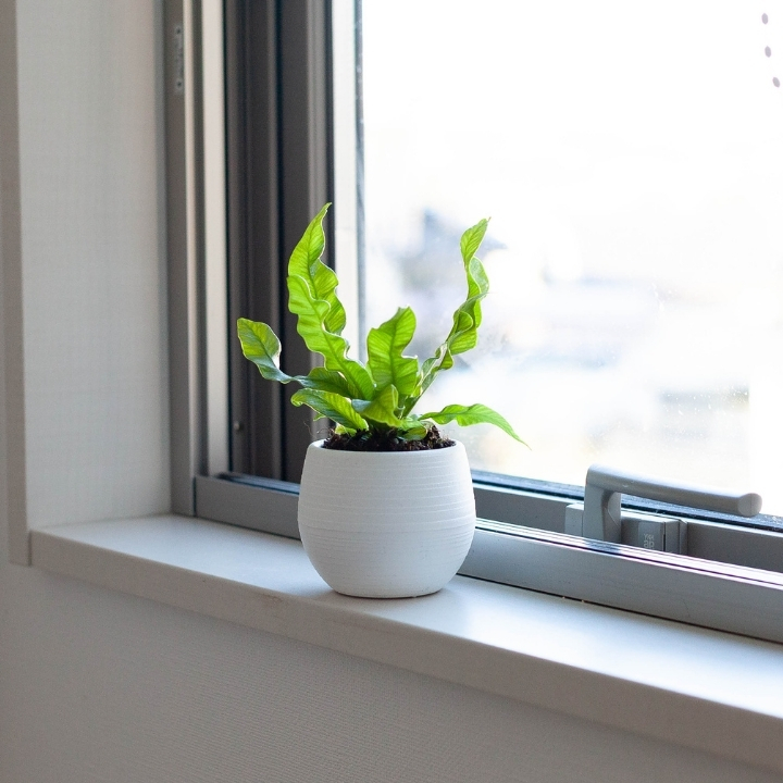 アスプレニウム・エメラルドウェーブを窓際に飾っている画像