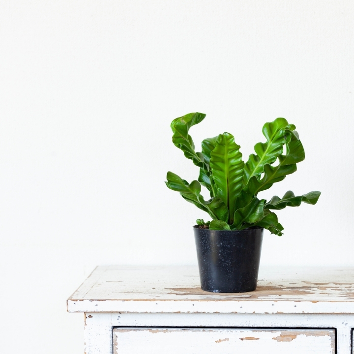 アスプレニウム・コブラの画像