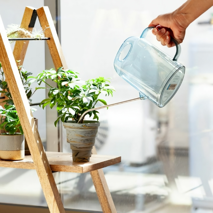 シェフレラに水差しで水を与えている画像