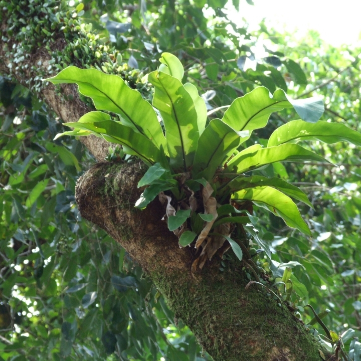 野生のアスプレニウム（タニワタリ）が気に着生している画像