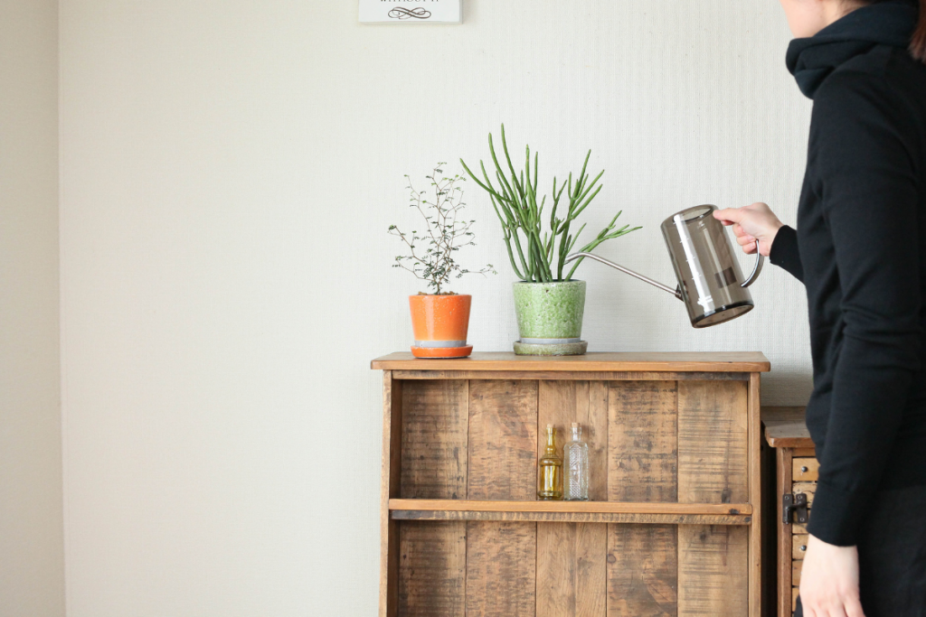 ソフォラとユーフォルビア・オンコクラータに水を与えている