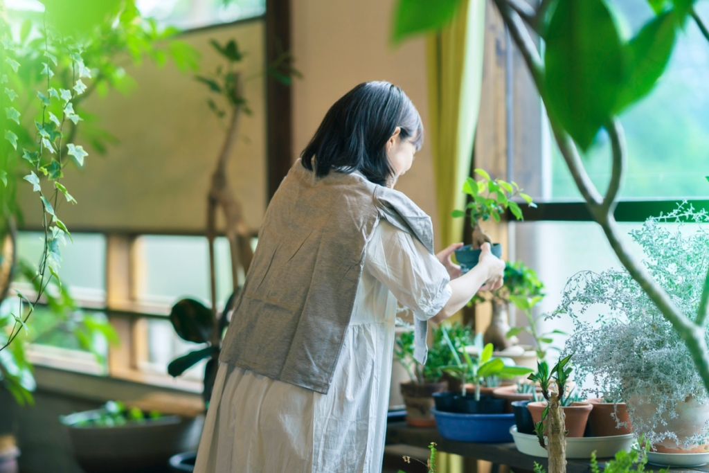 観葉植物を飾っている画像