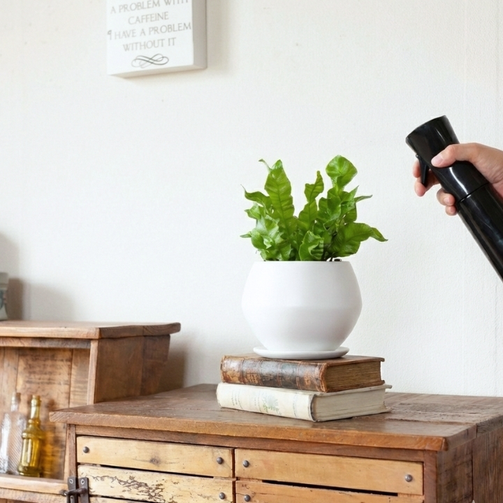 アスプレニウム・エメラルドウェーブに霧吹きでミストをかけている画像