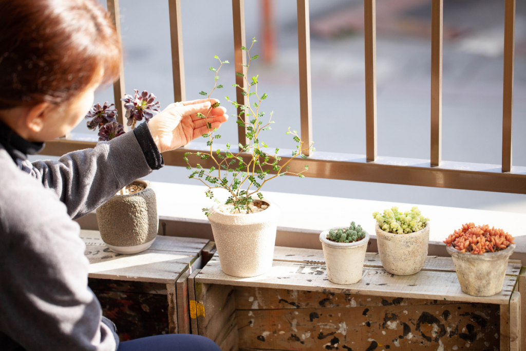 観葉植物を飾っている画像