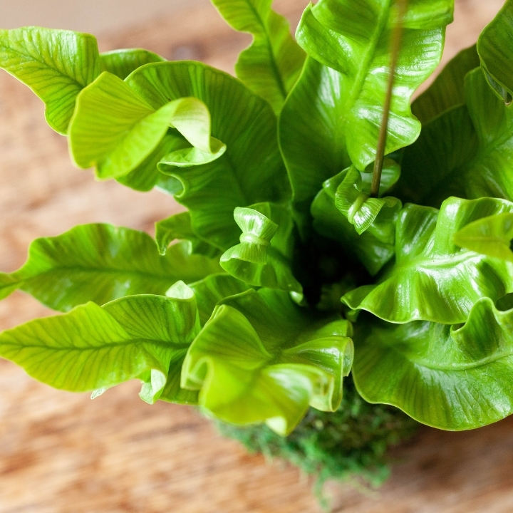 アスプレニウム・エメラルドウェーブのアップの画像