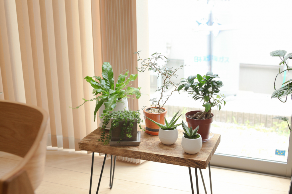 観葉植物を飾っている画像