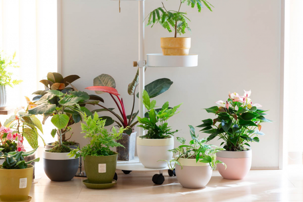 観葉植物を飾っている画像