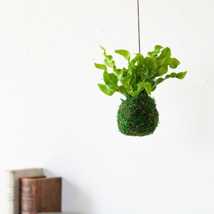 アスプレニウム・エメラルドウェーブの苔玉仕立てを吊るしている画像
