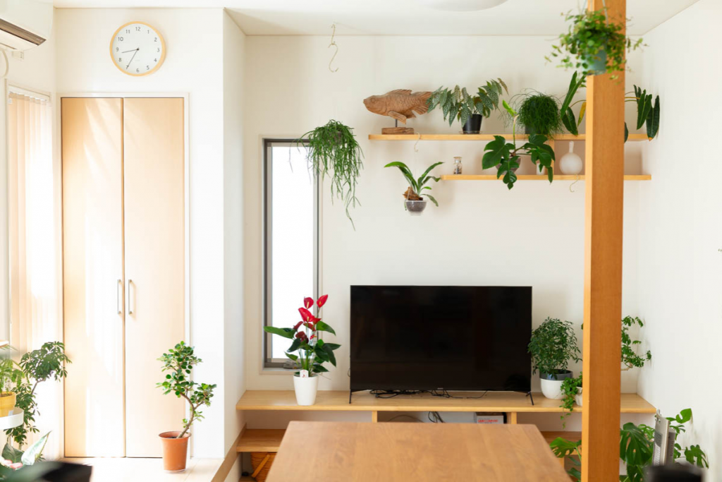 観葉植物を飾っている画像