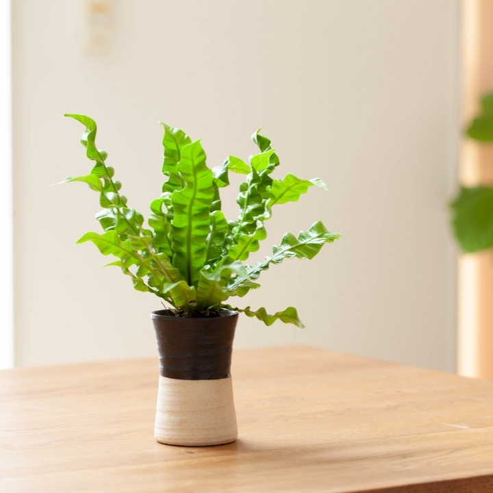 アスプレニウム・エメラルドウェーブを陶器鉢に植えて飾っている画像