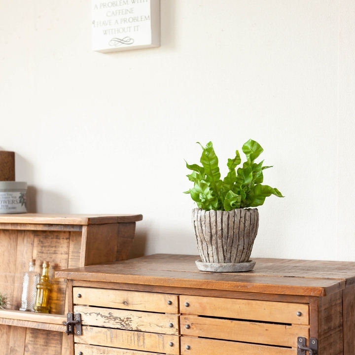 陶器鉢に植えたアスプレニウム・エメラルドウェーブ