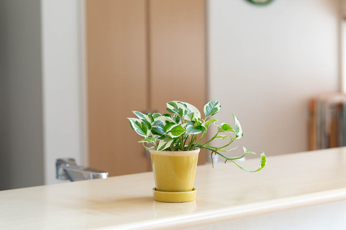 ポトス・エンジョイの画像