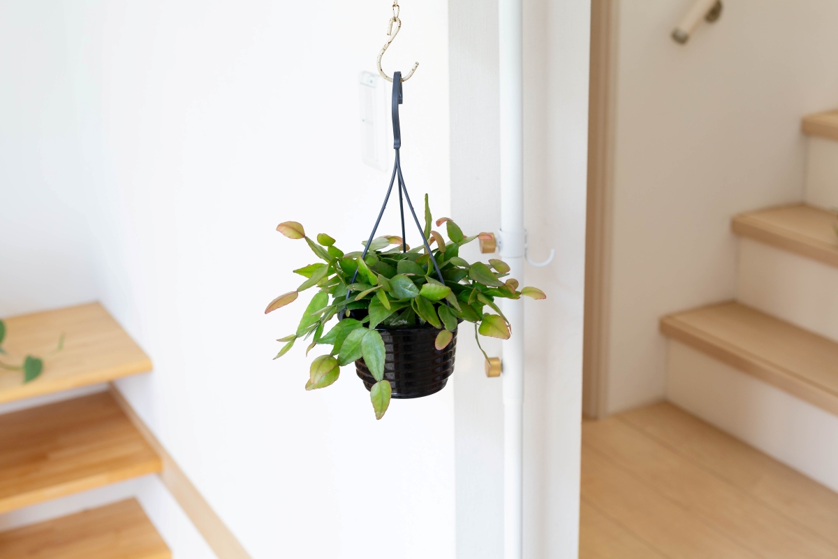 リプサリスの画像