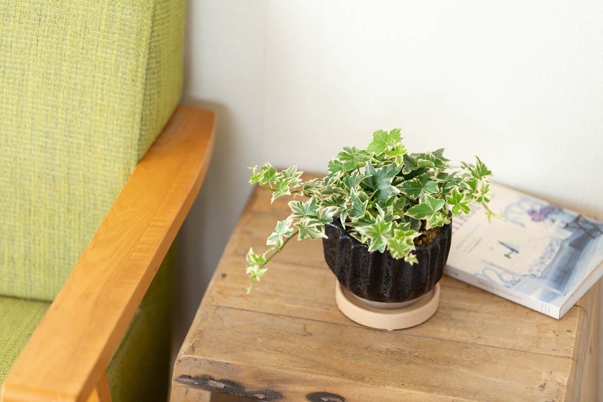 アイビーの画像