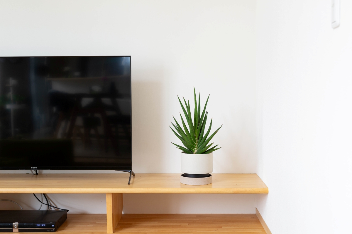 サンスベリアの画像