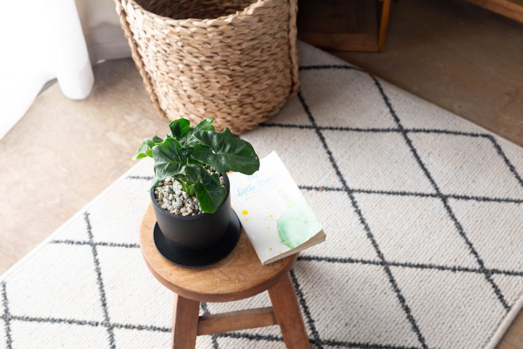 フィロデンドロン・スーパーアトムを飾っている画像