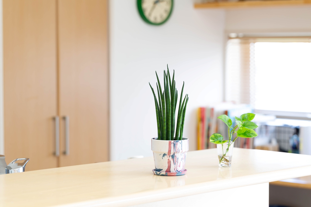 サンスベリアの画像