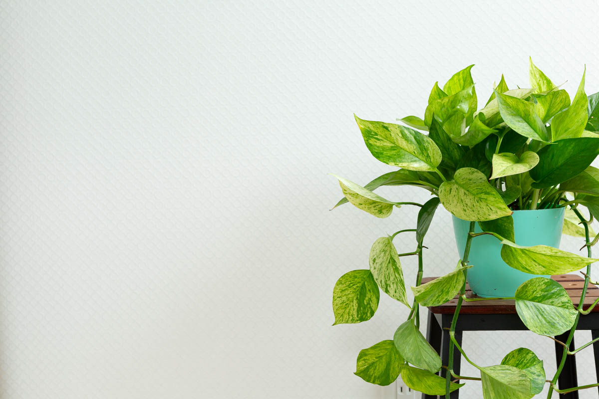 ポトス・シャララの画像