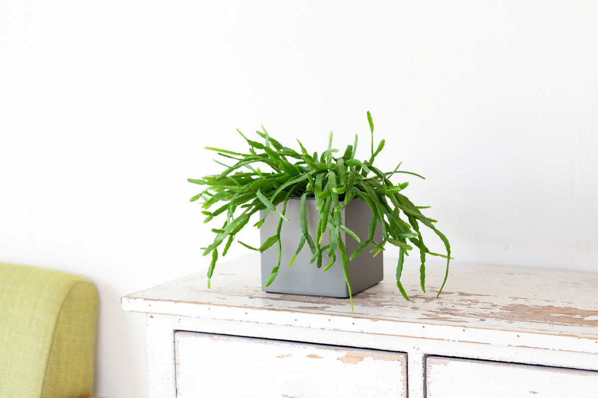 リプサリスの画像