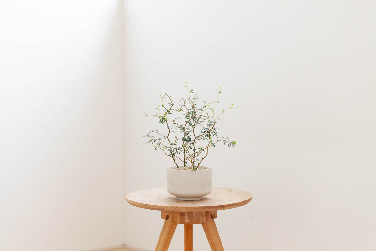 ソフォラ・リトルベイビーの画像