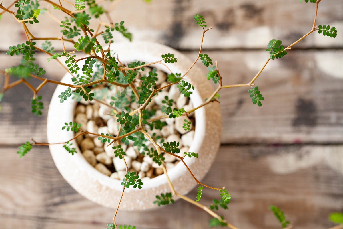 ソフォラ・リトルベイビーの画像