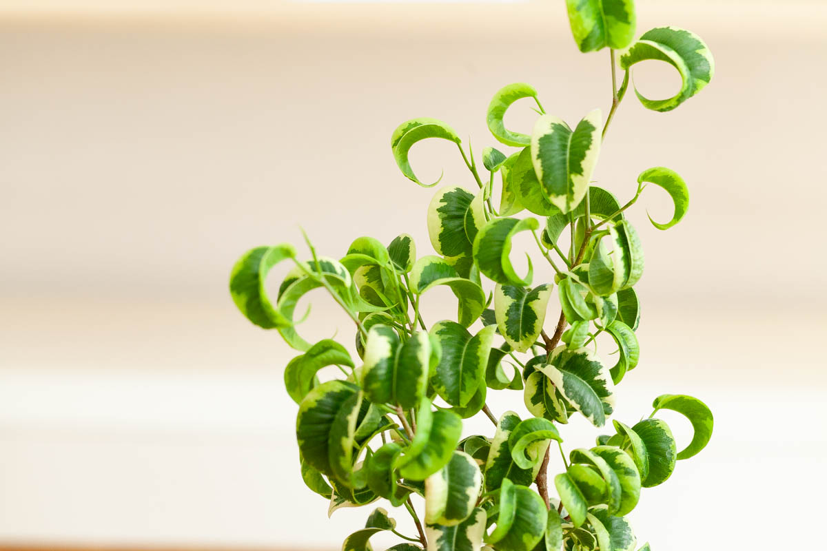 フィカス・シタシオンの画像