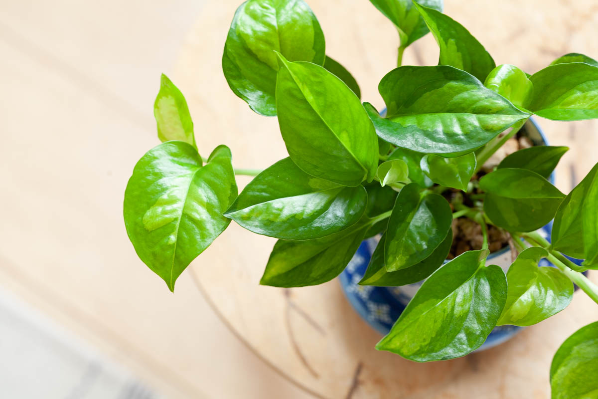 ポトス・グローバルグリーンの画像