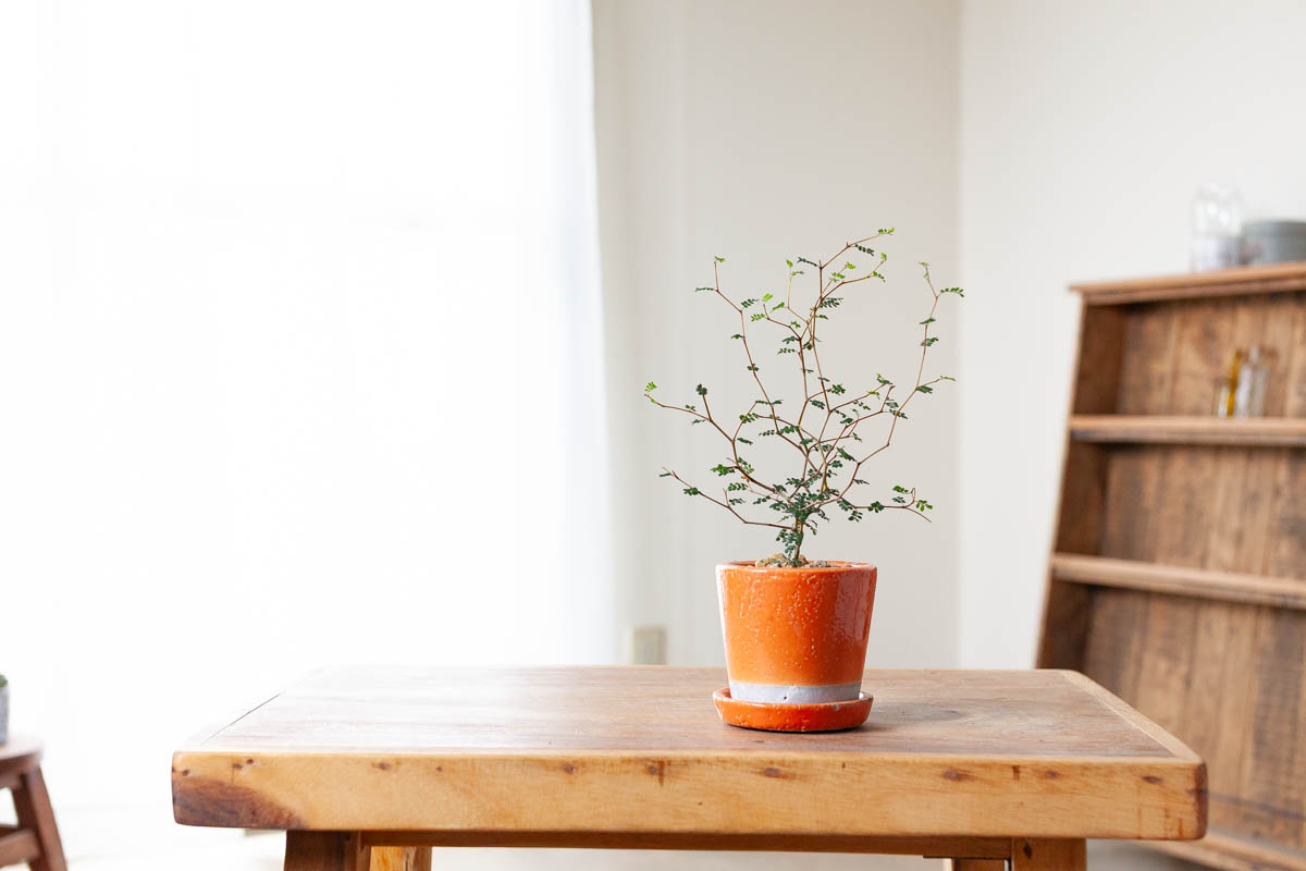 ソフォラ・リトルベイビーの画像