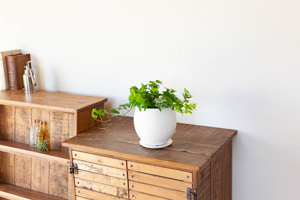 アイビーの画像