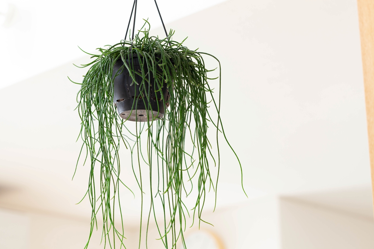 リプサリスの画像