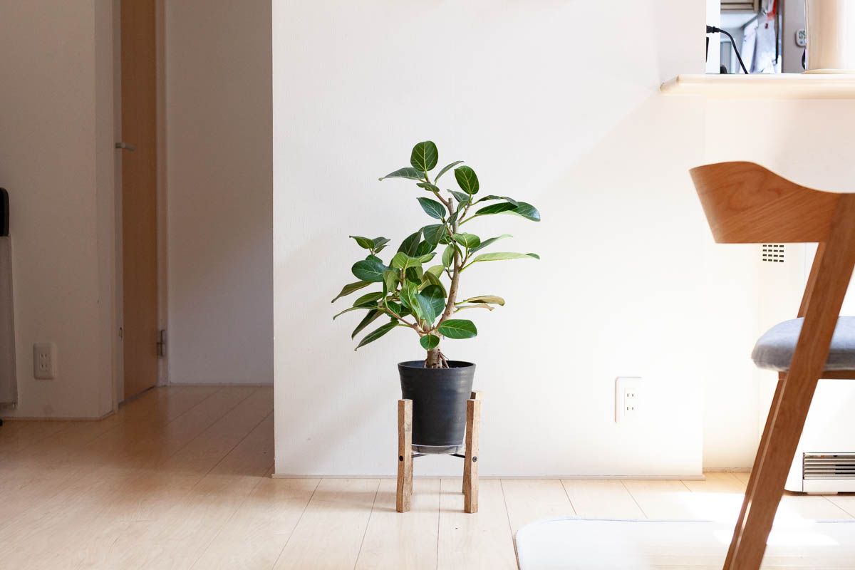 フィカスの画像