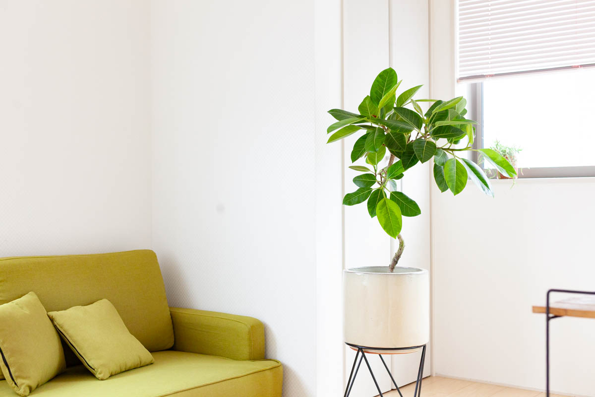 フィカス・アルテシマの画像