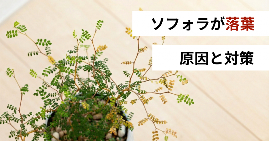 ソフォラが落葉、原因と対策