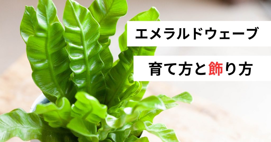 エメラルドウェーブの育て方と飾り方と書いてある画像