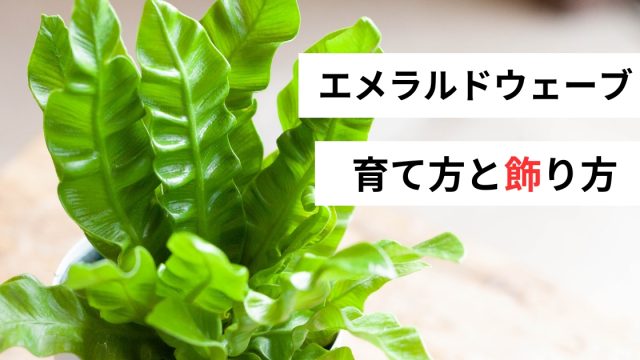 <span class="title">アスプレニウム・エメラルドウェーブの育て方と置き場所のルール｜おすすめの飾り方も</span>