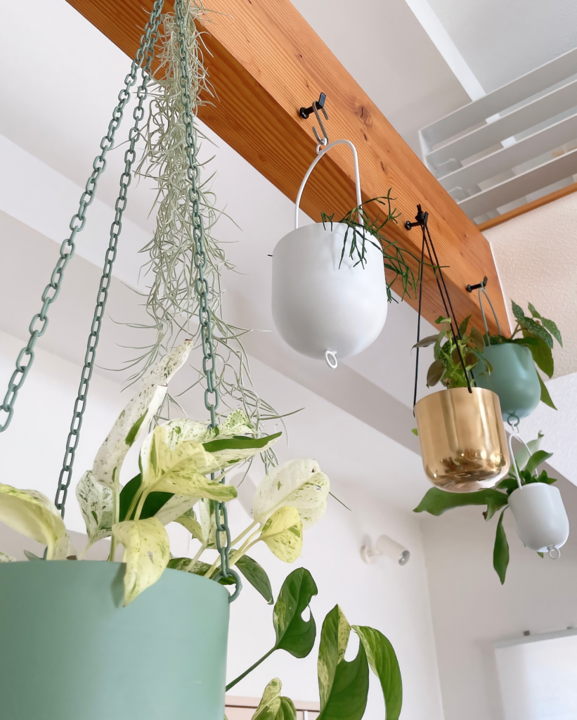 観葉植物を飾っている画像