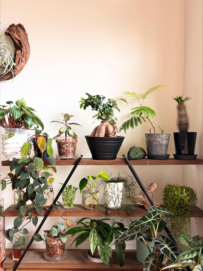 観葉植物を飾っている画像