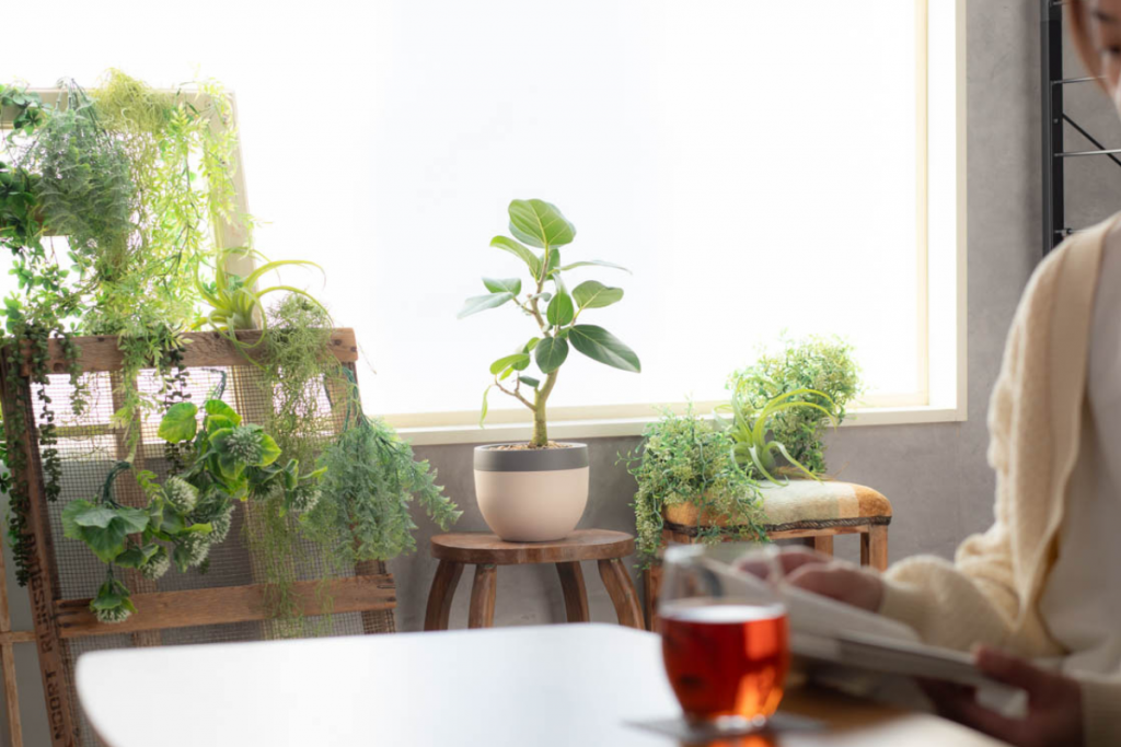 観葉植物を飾っている画像