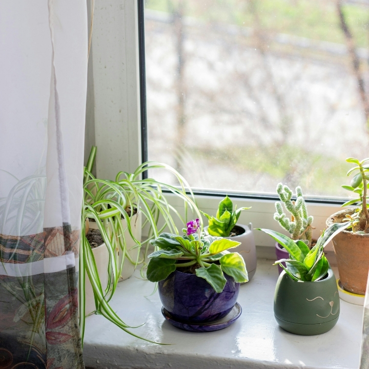 冬の窓際に観葉植物の小鉢がいくつか並んでいる画像