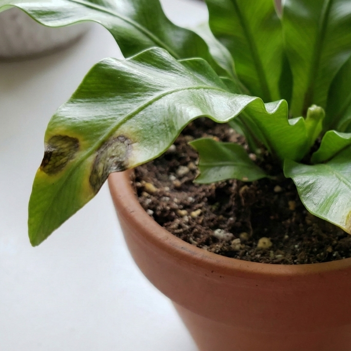 アスプレニウム・エメラルドウェーブの葉先が枯れている画像