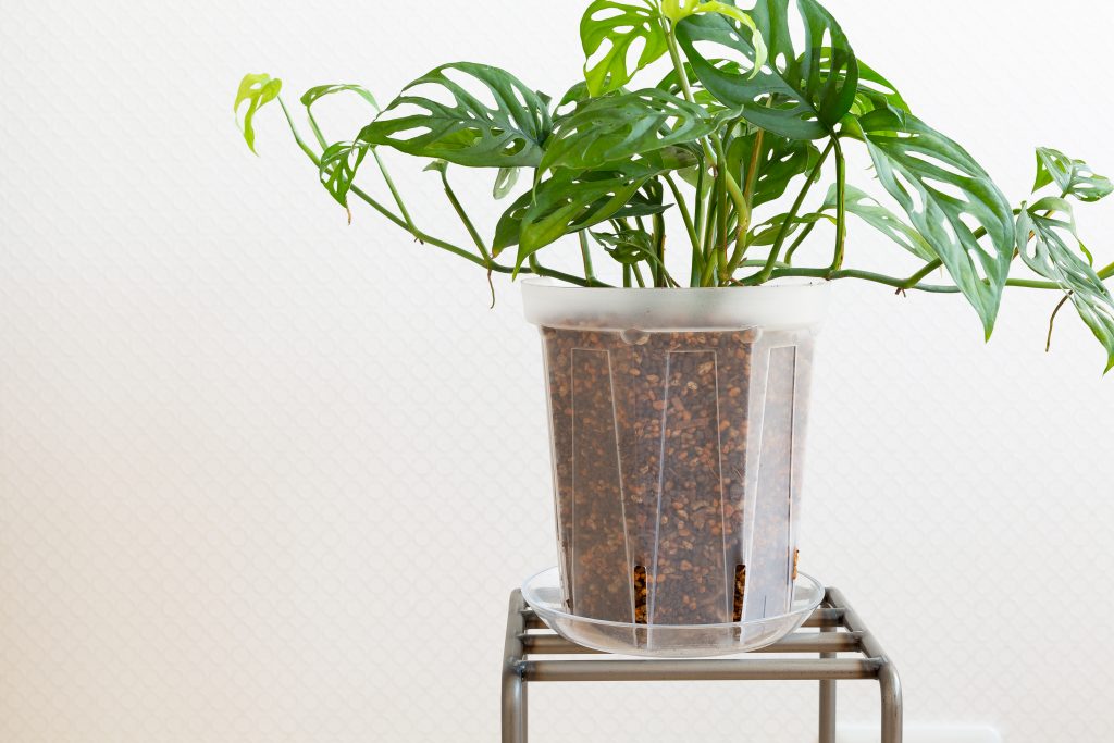 ネガミエルにマドカズラを植えている画像