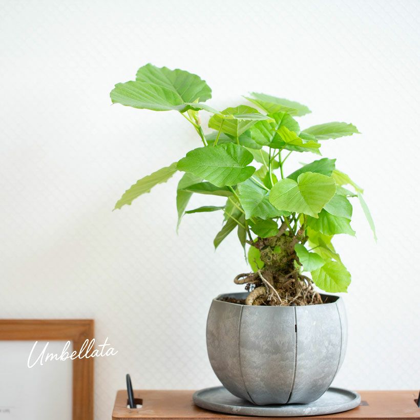 日陰でも育つ観葉植物｜玄関・北向きOK！耐陰性の高い品種と育て方を 
