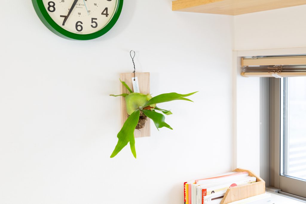 ビカクシダを飾っている画像