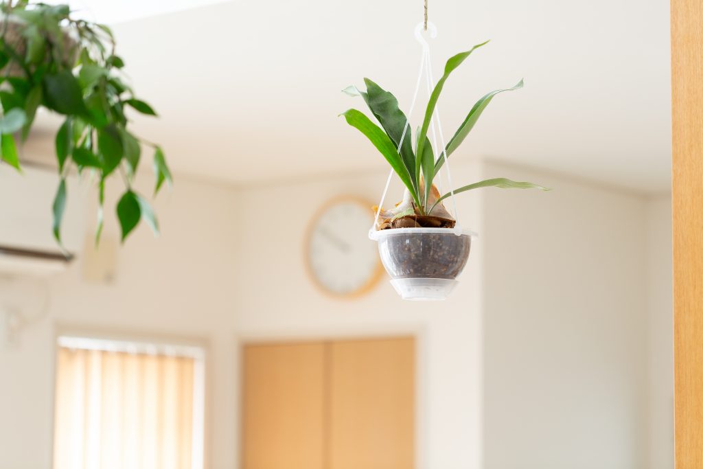 ビカクシダ・ネザーランドを飾っている画像