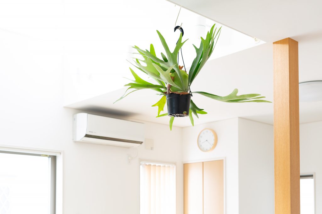 ビカクシダ・アルシコルネを飾っている画像