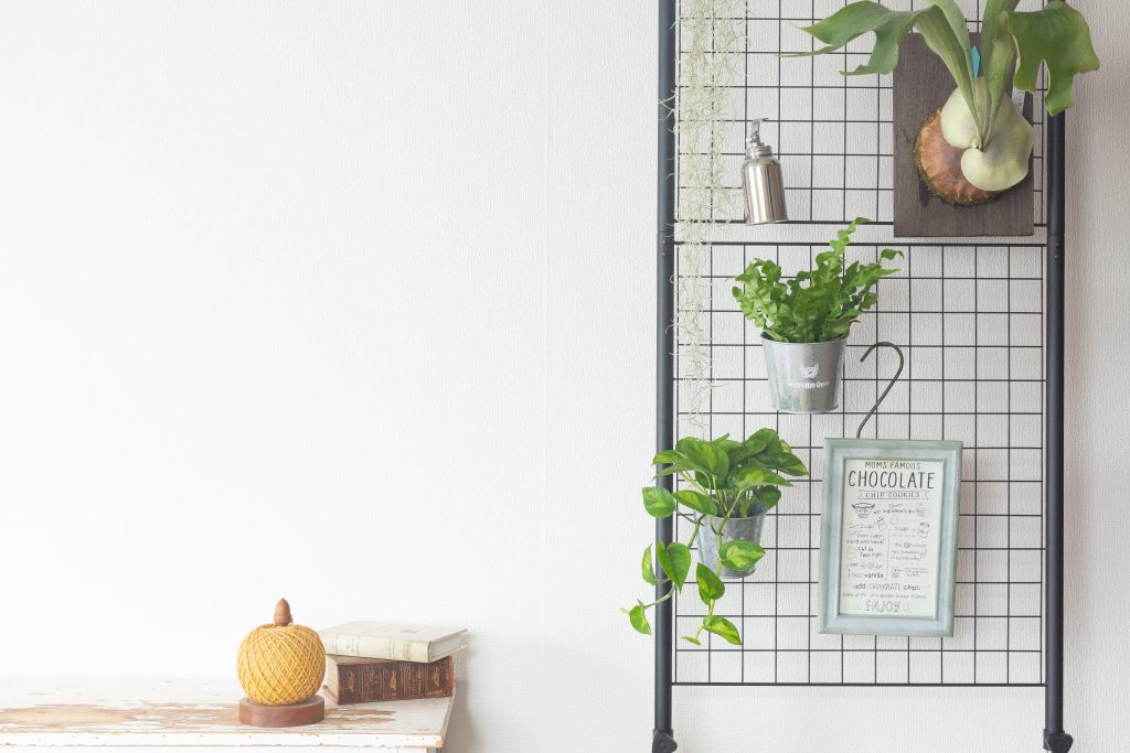 ビカクシダを飾っている画像