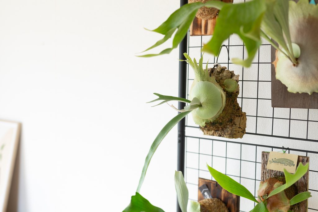 ビカクシダを飾っている画像