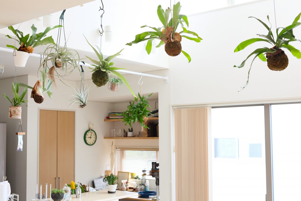 ビカクシダを飾っている画像