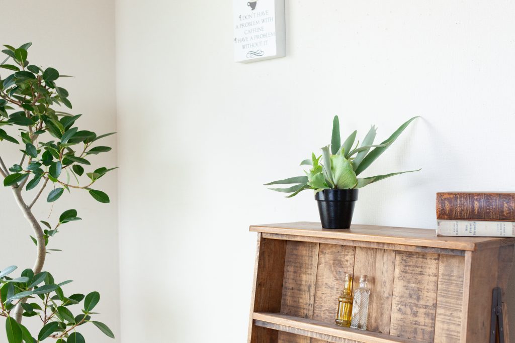 ビカクシダを飾っている画像