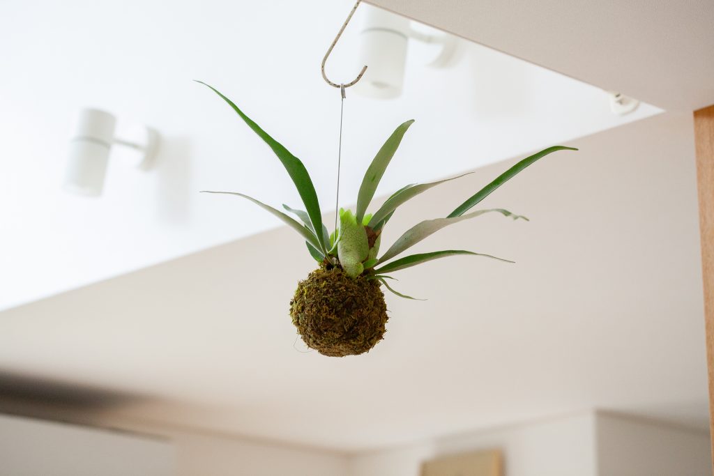 ビカクシダ・ビーチーを飾っている画像